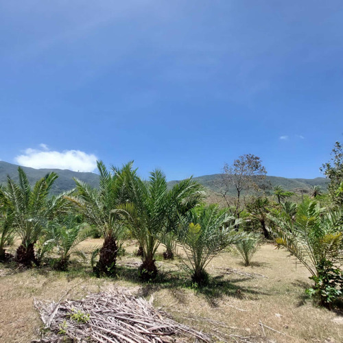 Terreno Agricola En San Juan, Isla De Margarita