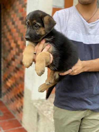 Imagen 2 de 5 de Cachorros Pastor Alemán