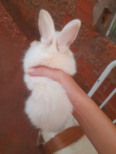 Animais Exótico - Coelho Nova Zelândia