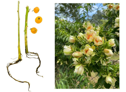 2 Mudas Plantas Ora Pro Nobis Flor Branca Remédio Natural | Parcelamento  sem juros