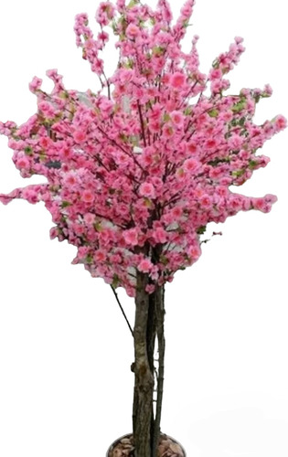 Cerezo Japones Sakura (enano). Ideal Para Balcón. 1 M