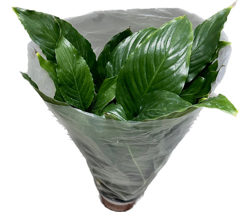 Cono 6 Pulgadas Proteger Y Transportar Plantas 6x40p100pz