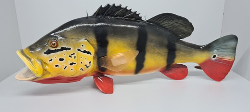 Peixe Tucunaré Açu Amazônico Em Resina