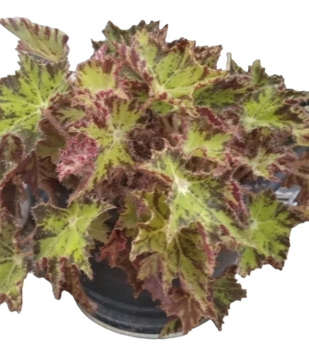 5 Plantas: Begonia Tunas Lazo Amor Esp. S Jorge Kalanchoe