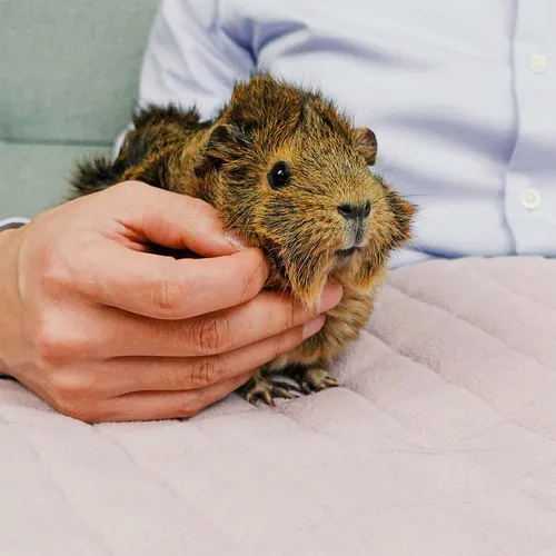 Guineadad Forro Prémium Ropa De Cama De Vellón De Con.