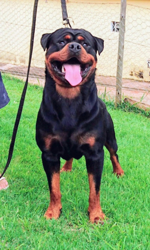 Rottweiler Canil Rottland Número1 Cbkc Df Alto Padrão Alemão