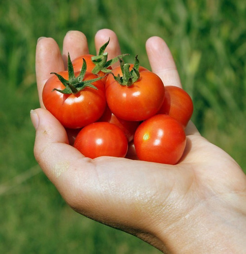 Semillas De Jitomate Cherry (200 Sem.)