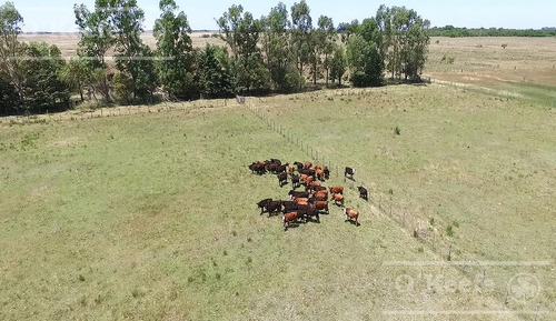 Imagen 3 de 15 de Punta Indio 100 Has Campo En Venta - Ideal Feed Lot - Oportunidad