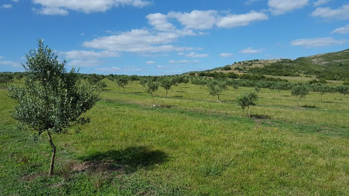 Las Pircas Espectacular Olivar 46ha A Minutos De Punta Del Este