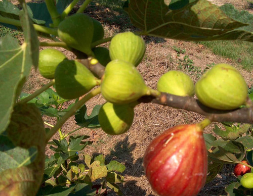 Planta De Higo Cafe, Dulce Al Madurar Arbol Higuera, Jardin