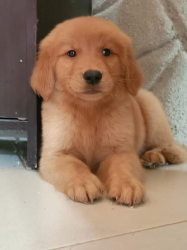 Golden Retriever Macho 