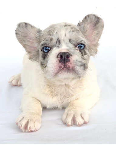 Bulldog Francés Fluffy Macho Pied Blue Merle