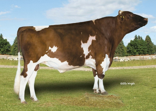 300 Dosis Semen Bovino - Red Holstein / Holando Colorado