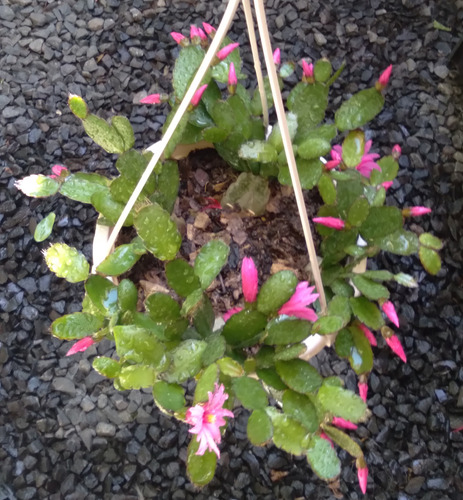 Cactus Flor De Outubro Rosa