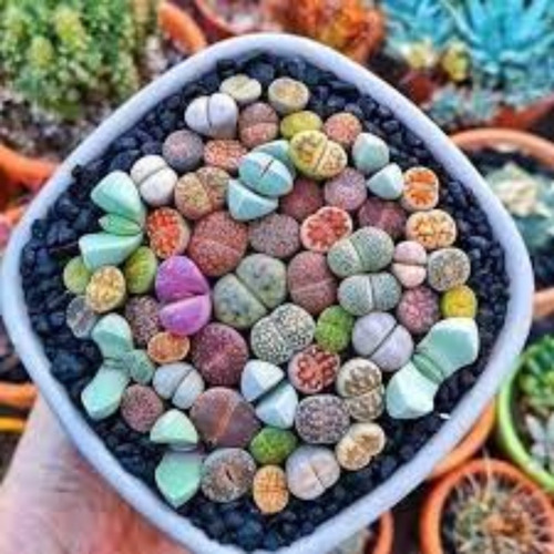 Lithops + 200 Semillas (varias Especies) Excelente Calidad