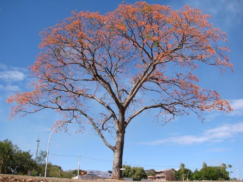 Planta Mulungu Erythrina Verna Exotica Subtropical