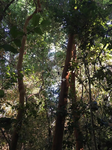 Parcela En Venta Orilla Rio Liucura En Pucón