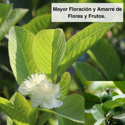 Imagen 2 de 4 de Fertilizante - Mayores Brotes Y Floración. Vital Tf 100 Ml