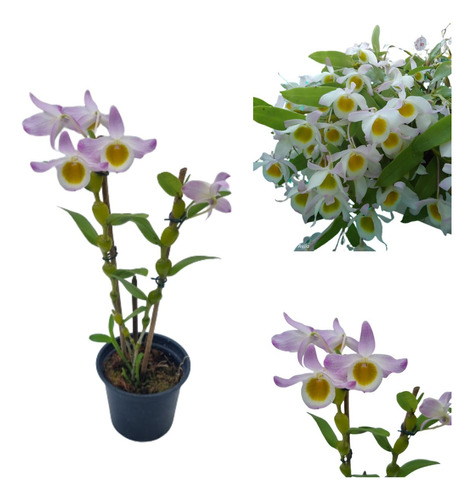 Orquídea Dendrobium Findlayanum Espécie Rara Planta Adulta