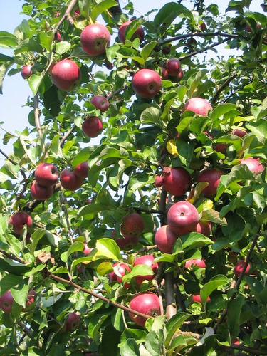 10 Semillas De Manzano Común Malus Pumila Frutal Ornamental