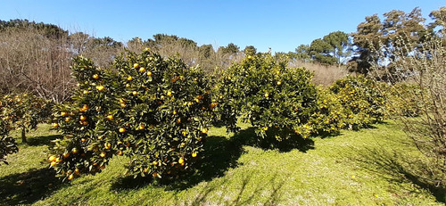 Fraccion De 8.1000 M² Parquizada Y Forestada