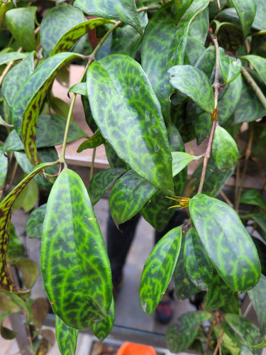 Aeschynanthus Marmoratus (columnea)