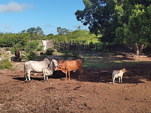 Hermoso Rancho A 4km De Tekit, Dentro Del Círculo De Cenotes