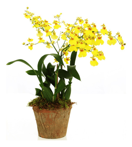 Paquete De 4 Orquideas A Elegir !!! Diferentes Especies:)