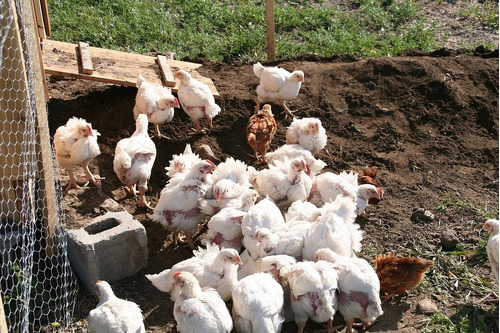 Pollos Blancos Gigantes De Engorde: Recriados 8 O 15 Días