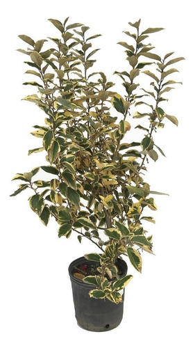 Eleagnus Hybrid Ebbingei  Gilt Edge 