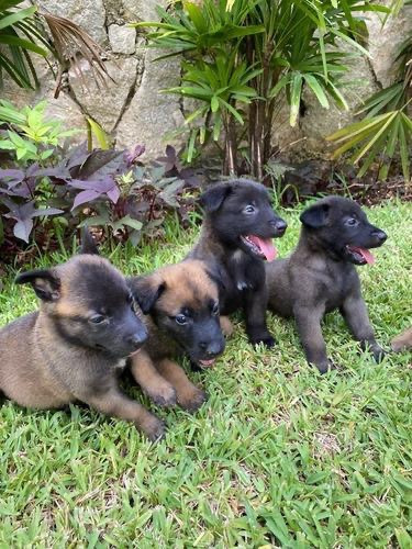 Pastor Belga Cachorros