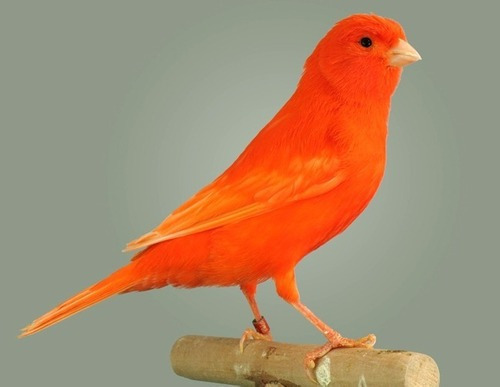 Pasta De Cría Factor Rojo 250g Canaries Red Alamazonas