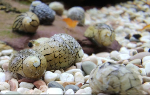 Caramujo Neritina Virginea 1cm Água Doce Pct C 4 Unid (leia) Marrom