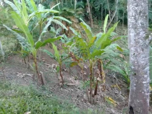 Imagem 10 de 15 de Chácara Em Itariri, Com Nascente, Varanda, Área De Serviço, Galinheiro, Tanque De Peixes E Com 10.500 M² De Área Total Ref: 7062/ac