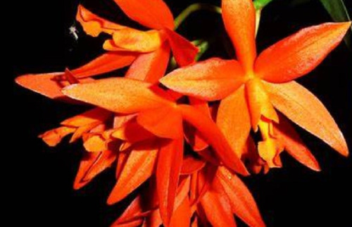300 Semillas De Orquidea Cantleya Naranja + Instructivo