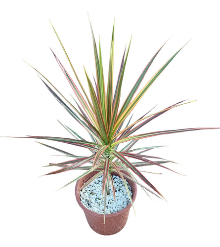 Palmera Dracena Tricolor