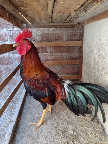 Gallos