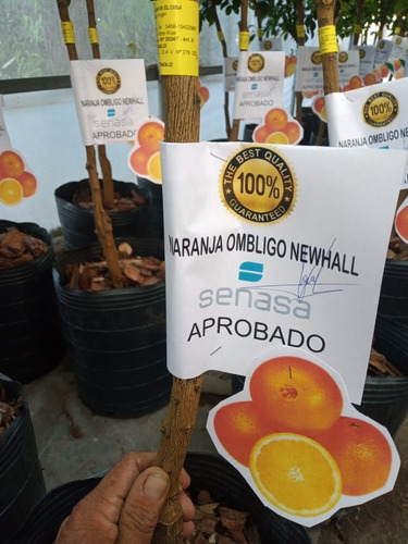 Imagen 2 de 10 de Arbol De Naranjos, Grande Adulto 5 Años , Premium