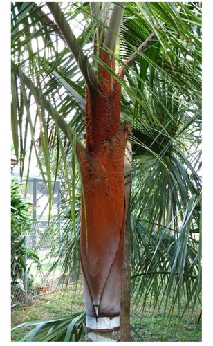 5 Semillas De Dypsis Lastelliana - Palma Cuello Rojo Cod1332