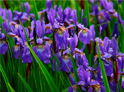 15 Íris Azul Roxeada Graúdas Idade De Florir - Neomarica