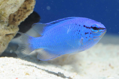 Pez Marino - Damisela Azul - Chrysiptera Cyanea