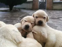 Comprar Labrador Puros Elegilo, Criadero Golden Retriever Argentina