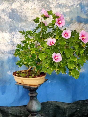 Bonsai Con Flor Rosa De Siria