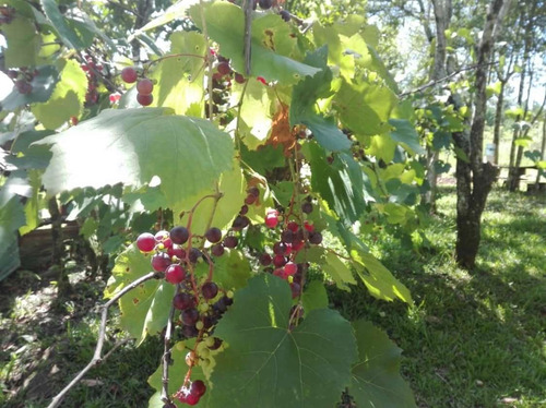 Chacra En Venta De 28 Ha En Campo Viera Misiones