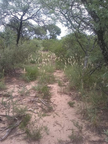 Imagen 8 de 11 de Excelente Campo En Venta, 1.800 Hectáreas Ganaderas, Depto Minas, Cordoba.