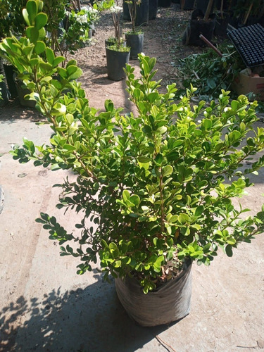 Imagen 3 de 9 de Buxus Arbusto - Hermoso - E.gratis Caba Y Gba