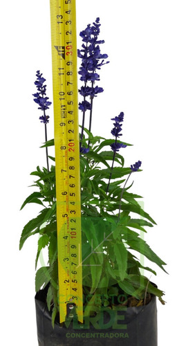 Imagen 4 de 8 de Salvia Azul