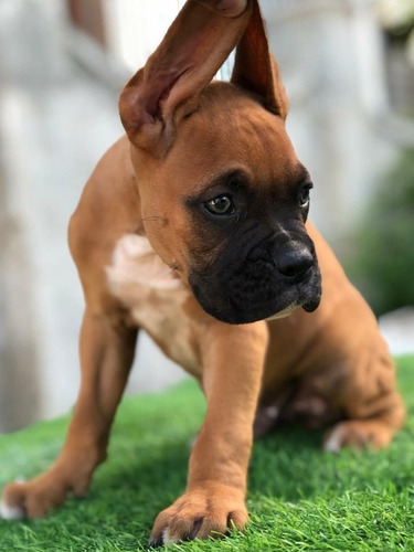 Cachorro Boxer De Verano 