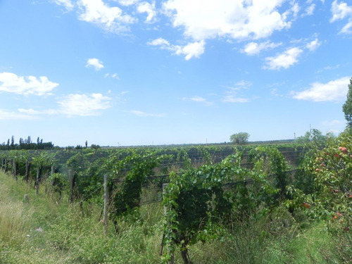 Quinta En Venta - 4 Dormitorios 2 Baños - Cochera - 150.000mts2 - San Rafael