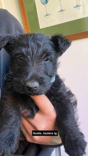 Cachorros Scottish Terrier